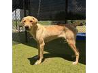 Adopt Ole Yella a Labrador Retriever