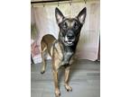 Adopt Hot Boy Ronald a Belgian Shepherd / Malinois