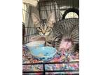 Adopt Charlie a Tabby