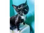 Adopt Pumpkin (PetSmart Manhattan) a Domestic Short Hair