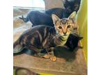 Adopt Baby Swirl a Domestic Short Hair