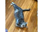 Adopt Mookie Betts a Domestic Short Hair