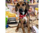 Adopt Jessie a Beagle, Hound