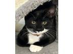 Adopt Kiefer a Domestic Short Hair, Tabby