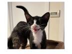 Adopt Haymitch a Domestic Short Hair