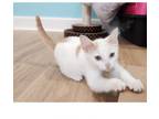 Adopt Forrest Gump a Domestic Short Hair
