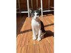 Adopt Gale a Domestic Short Hair
