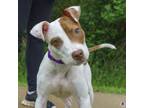 Adopt Timothy a Pit Bull Terrier, Mixed Breed