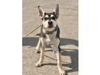 Adopt Bandit2 a Husky, Mixed Breed