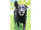 Adopt Bear a Labrador Retriever, Mixed Breed