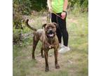 Adopt Spike a Mixed Breed