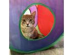 Adopt Hank a Domestic Short Hair