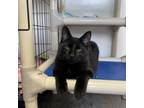 Adopt Silhouette a Domestic Short Hair