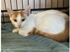 Adopt Donald a Domestic Short Hair