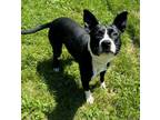 Adopt Chaser a Pit Bull Terrier, Mixed Breed