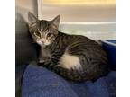 Adopt Zack a Domestic Short Hair