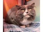 Adopt Bruno a Domestic Long Hair, Domestic Short Hair
