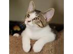 Adopt Ellis a Domestic Short Hair