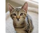 Adopt Eden a Domestic Short Hair