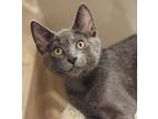 Adopt Eli a Domestic Short Hair