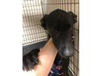 Adopt Scotch 123969 a Labrador Retriever, Mixed Breed