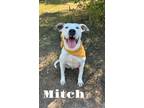 Adopt Mitch 31038 a Pit Bull Terrier, Mixed Breed