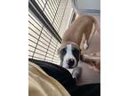 Adopt Skeeter 31056 a Pit Bull Terrier, Mixed Breed