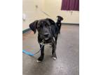 Adopt Jude a Retriever, Mixed Breed