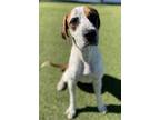 Adopt Santa Fe a Foxhound, Mixed Breed