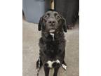 Adopt Huckleberry a Great Pyrenees, Labrador Retriever