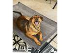 Adopt Mr. Ping a Shepherd, Great Pyrenees