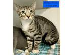 Adopt Mordecai is at Petsmart a Domestic Short Hair