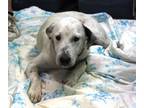 Adopt Nick a Rat Terrier, Mixed Breed
