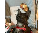 Adopt Guacamole 061705N a Domestic Short Hair