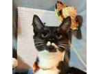 Adopt Fajita 061704N a Domestic Short Hair