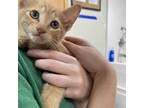 Adopt Orangie a Domestic Short Hair