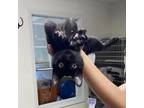 Adopt Jacob a Domestic Short Hair