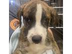 Adopt Kiyon a Black Mouth Cur