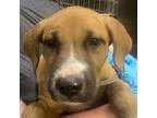 Adopt Kanyon a Black Mouth Cur