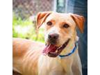 Adopt Milo a Yellow Labrador Retriever