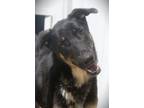 Adopt Phoenix 24 HAC a German Shepherd Dog
