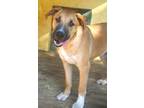 Adopt Willis 24 a Mixed Breed