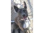 Adopt Duke 24 a Australian Cattle Dog / Blue Heeler
