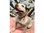Adopt Heinz 24 a Mixed Breed