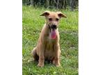 Adopt Frito 24 a Shepherd