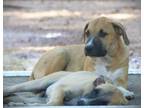 Adopt Willie 24 a Mixed Breed