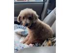Adopt Griffin 24 a Poodle
