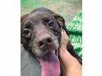 Adopt Truffle 23 a Labrador Retriever