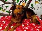 Adopt Chubs 24 a Australian Shepherd, Labrador Retriever