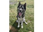 Adopt Wolfie a Mixed Breed
